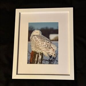 Framed Snowy Owl Photo Perched on Fence Post; Photo Sz: 6.5"x4.5"; Bird